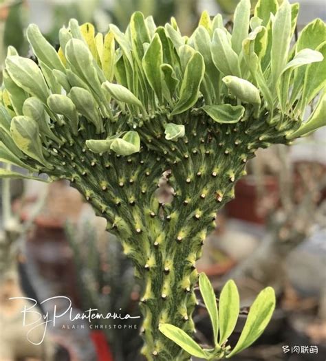 玉麒麟植物|花叶玉麒麟 Euphorbia neriifolia cv. Crest ...